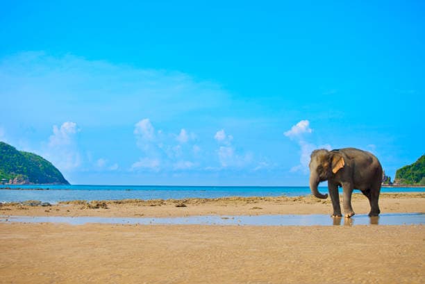 Elephant Island Beach Excursion image1